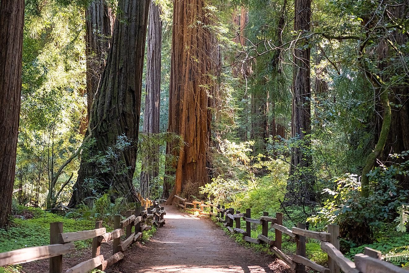 Scenic pathway through towering redwood grove at Muir Woods National Monument, CA 