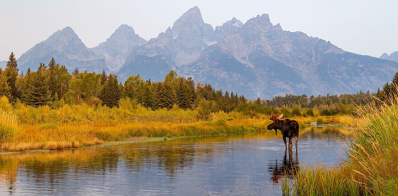Wild bull moose in Grand Teton National Park near Jackson Hole, Wyoming USA