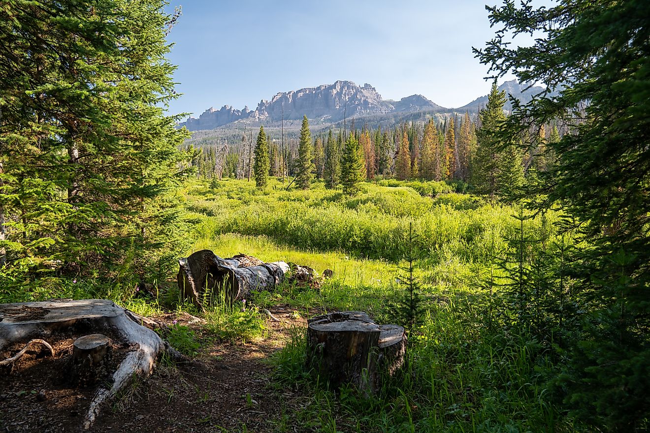 Beautiful summer view of Shoshone National Forest,