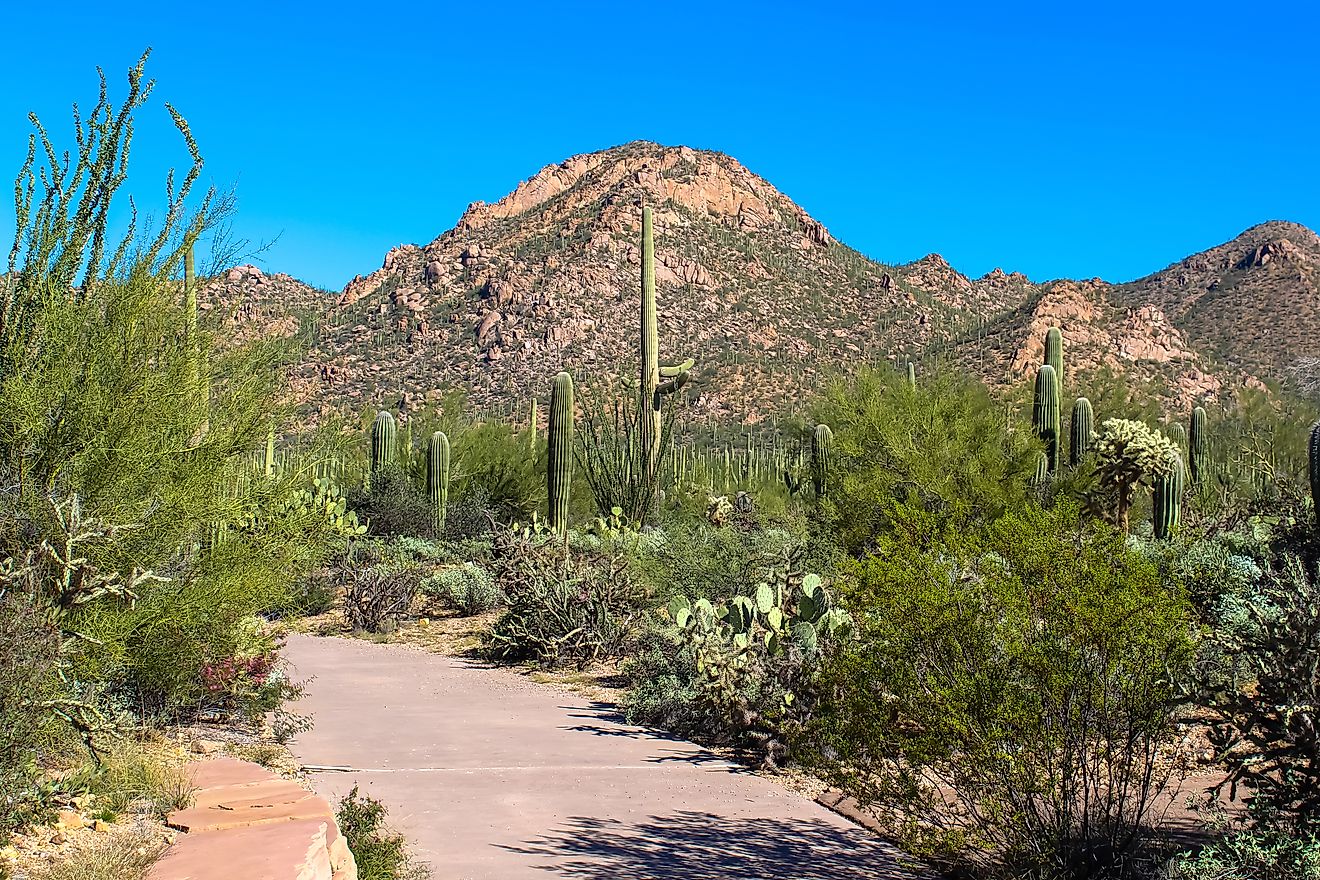 Desert Mountain and Cactus by Visitor Center in Saguaro National Park