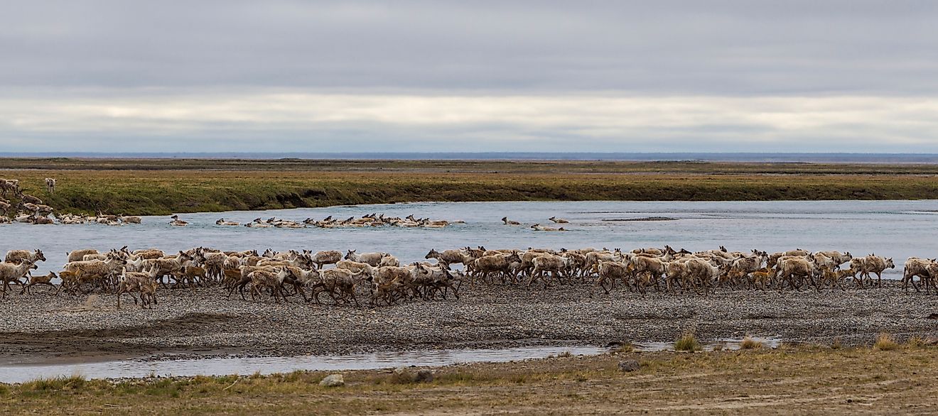 Caribou of the Porcupine Herd on the North Slope crossing the Sag River near Prudhoe Bay, Alaska.
