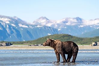 Brown bear (Ursus Arctos) stands in the water, behind mountains, Katmai National Park, Alaska.