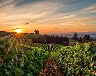 Sun rising over a vineyard in Willamette Valley