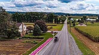 mish Horse and Buggy Travel on a Countryside Road, Passing Corn Fields and Home Garden, With Pink Flowers