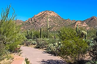 Desert Mountain and Cactus by Visitor Center in Saguaro National Park