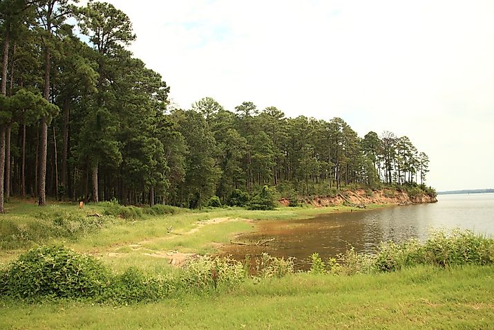 A landscape with trees at Sabine National Forest, Texas