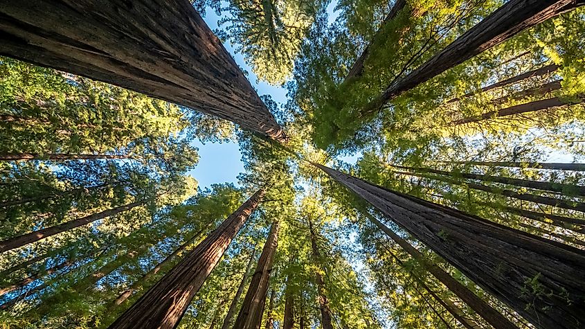 The 7 Tallest Trees in The United States