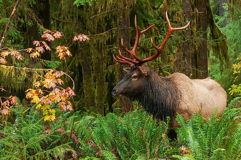 Olympic National Park All About America Olympic National Park All About America