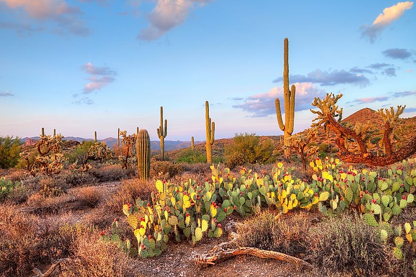 The Sonoran Desert in Arizona.