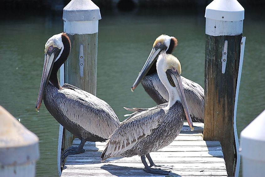 Anna MARIA BIRDS