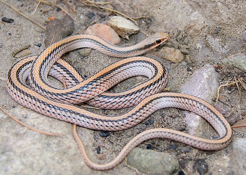 A patch-nosed snake in the Chihuahuan Desert of New Mexico.