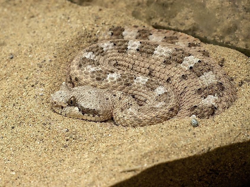 Sonoran Desert sidewinder hunting prey.