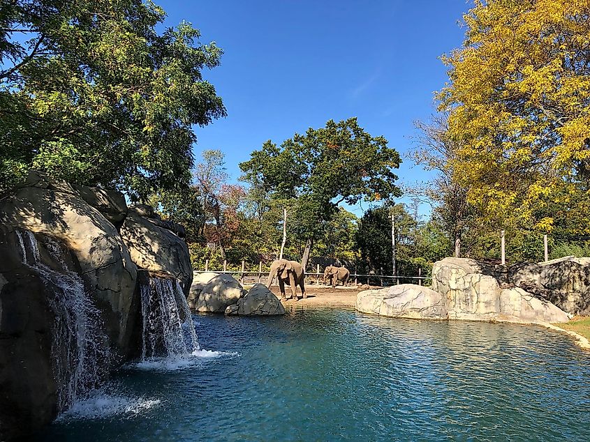 Two elephants at the Roger Williams Park Zoo in Providence, Rhode Island