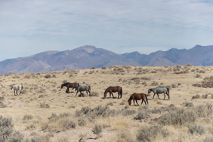 Wild horses in the Great Basin Desert.