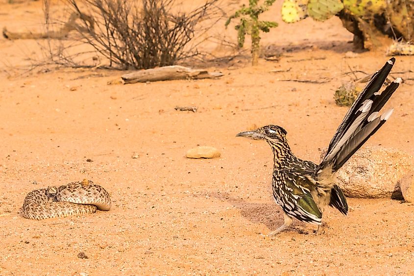 Roadrunner with western diamondback rattlesnake in Santa Cruz county, Arizona.