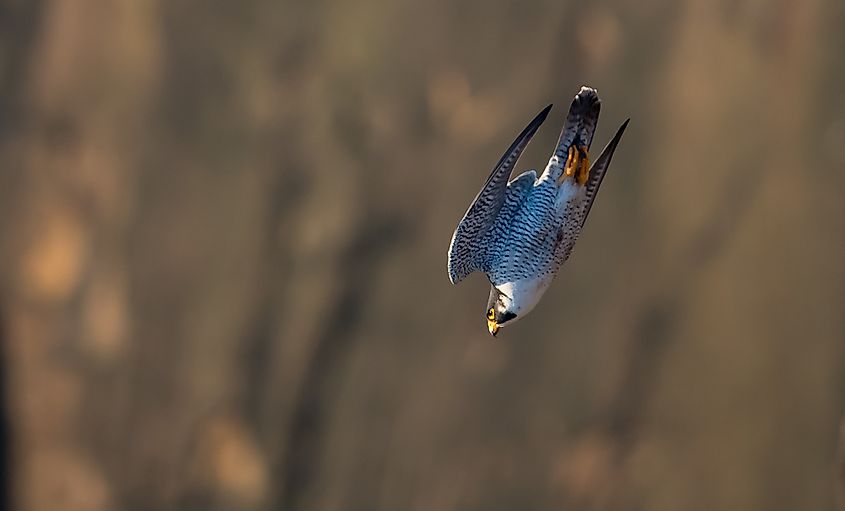 A peregrine falcon diving towards the ground in New Jersey.