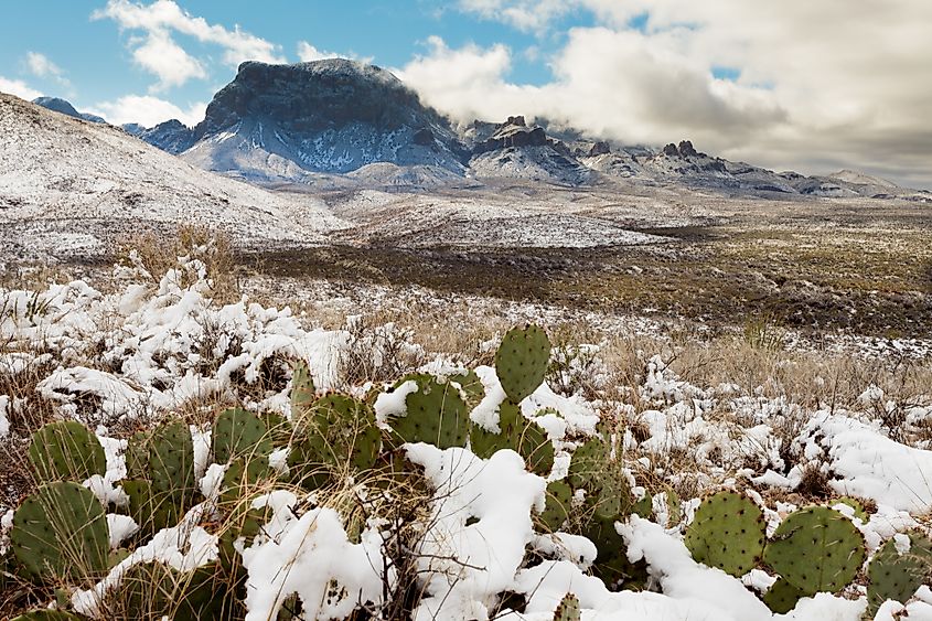 Snowfall in the Chihuahuan Desert.