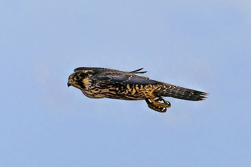 Peregrine Falcon Spreading it's wings