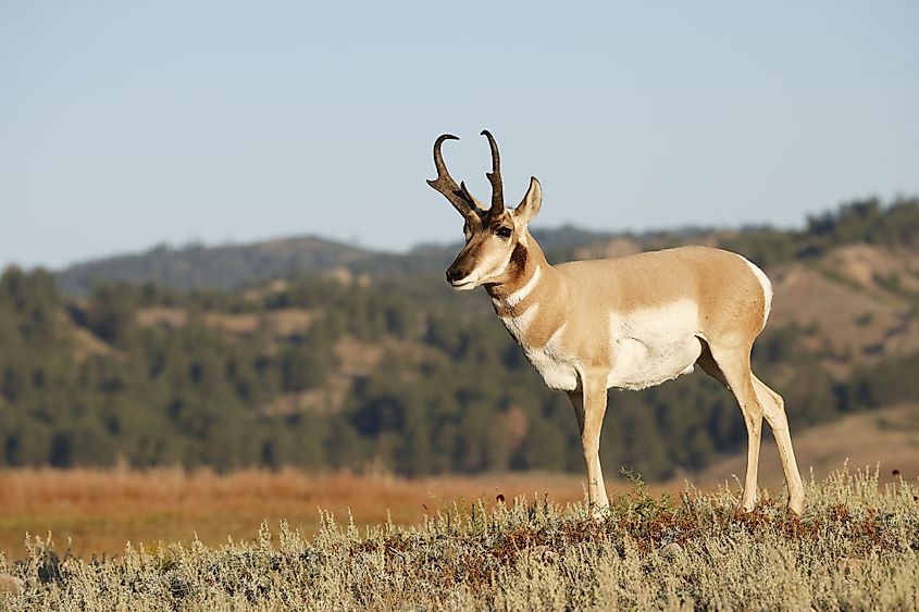 A male pronghorn antelope in the Black Hills of South Dakota.