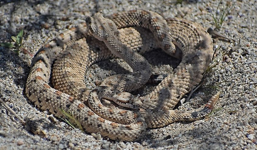 Mojave Desert Sidewinder, also called horned rattlesnake or sidewinder rattlesnake.