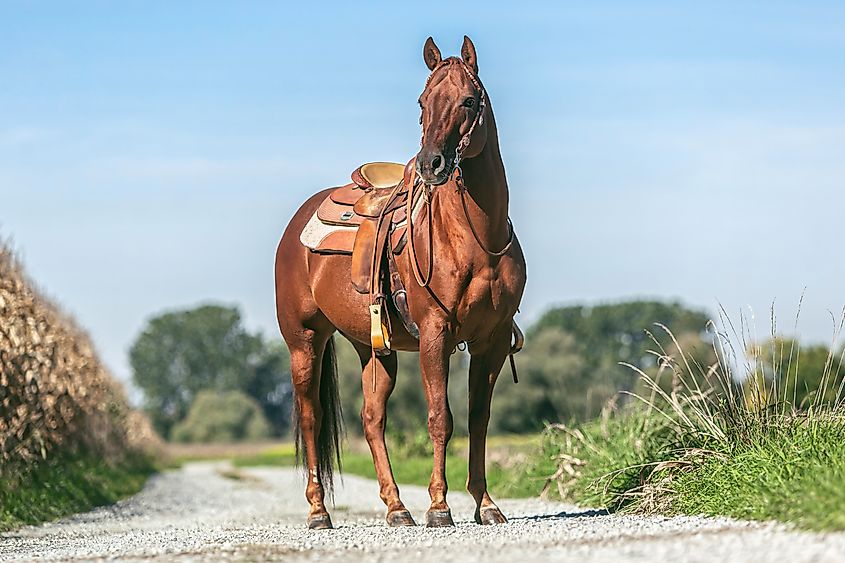 Portrait of a saddled beautiful chestnut western quarter horse