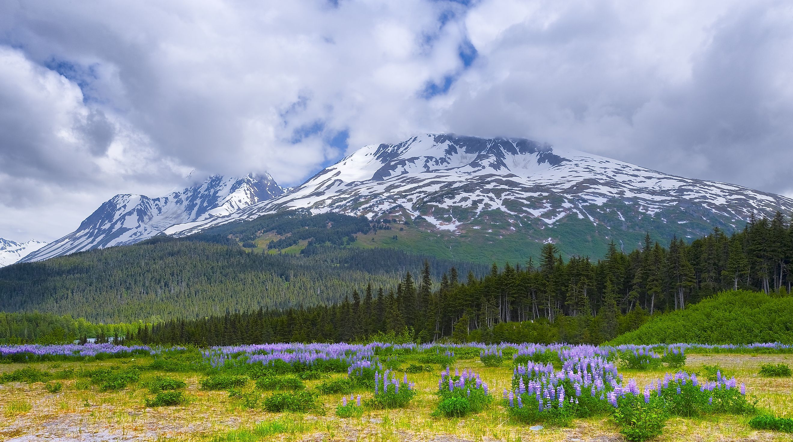 Spring in Alaska's Chugach National Forest with wild lupine blooming