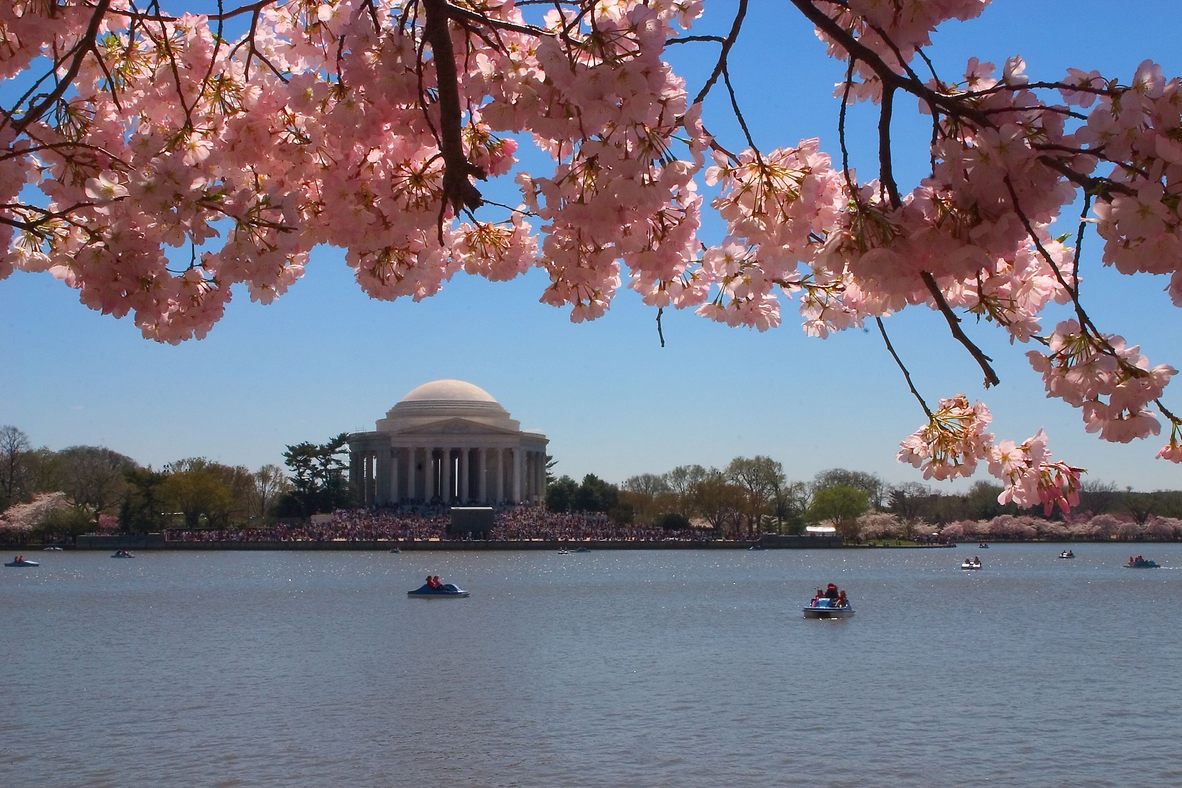 Jefferson Memorial at Cherry Blossom Time