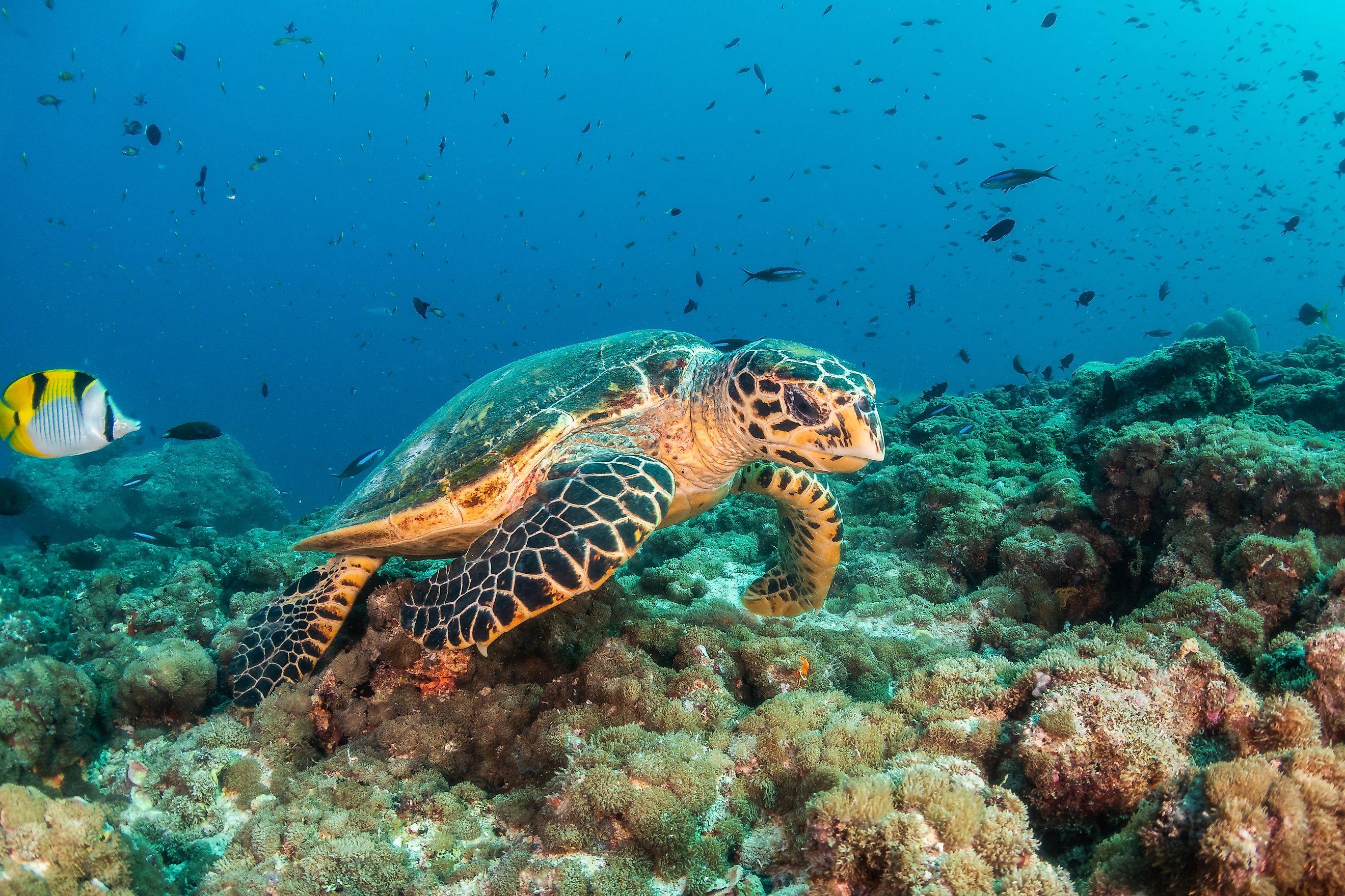 Underwater shot of a hawksbill turtle among beautiful coral reef and tropical fish