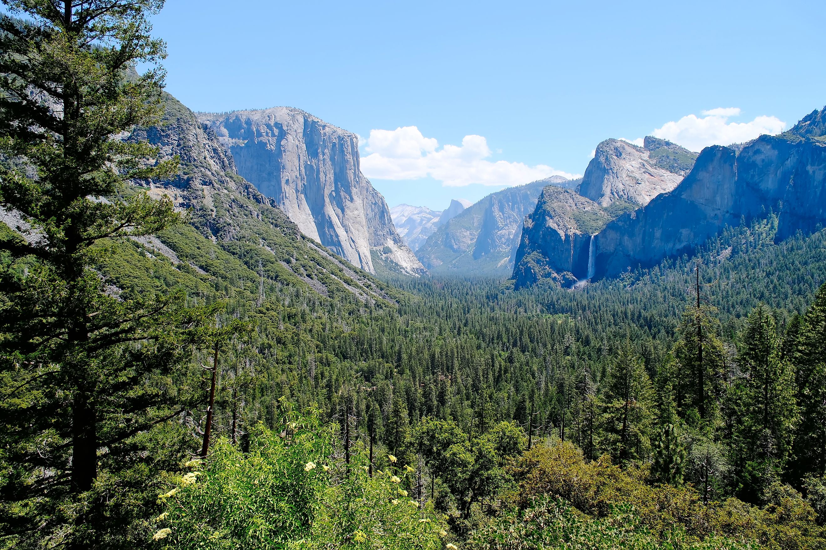 green forest trees in Yosemite valley, Yosemite National Park.