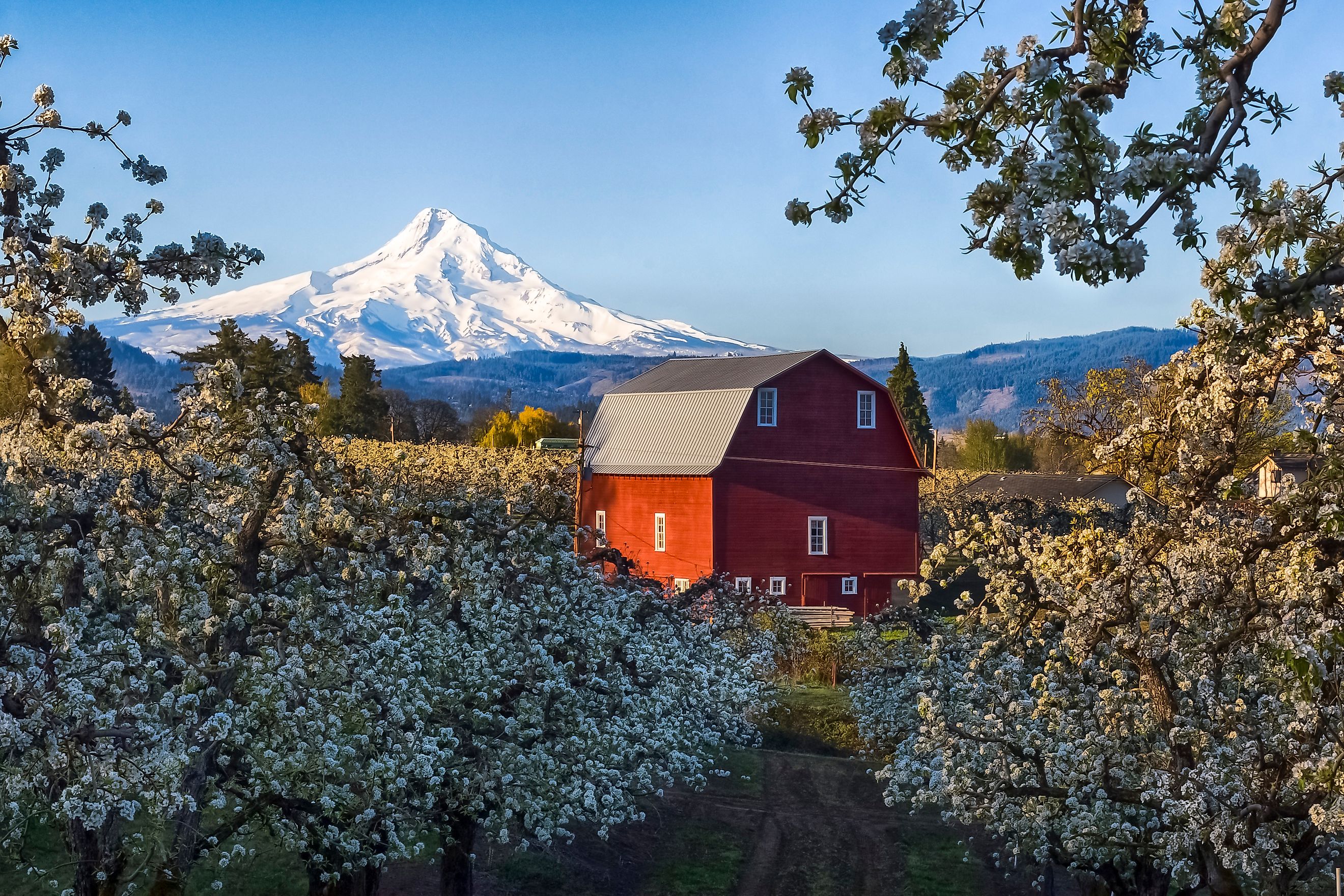 Blooming season in Hood River, Oregon. Mt hood in the distance.