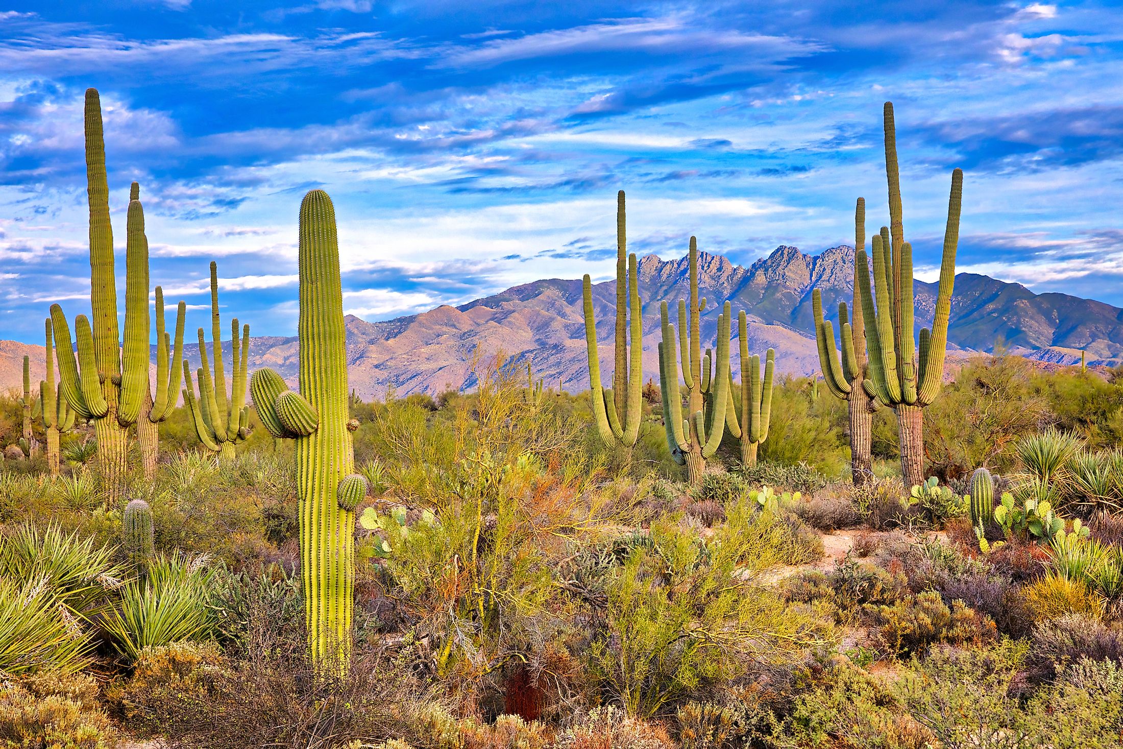 The Sonoran Desert covers parts of the mountain state of Arizona.