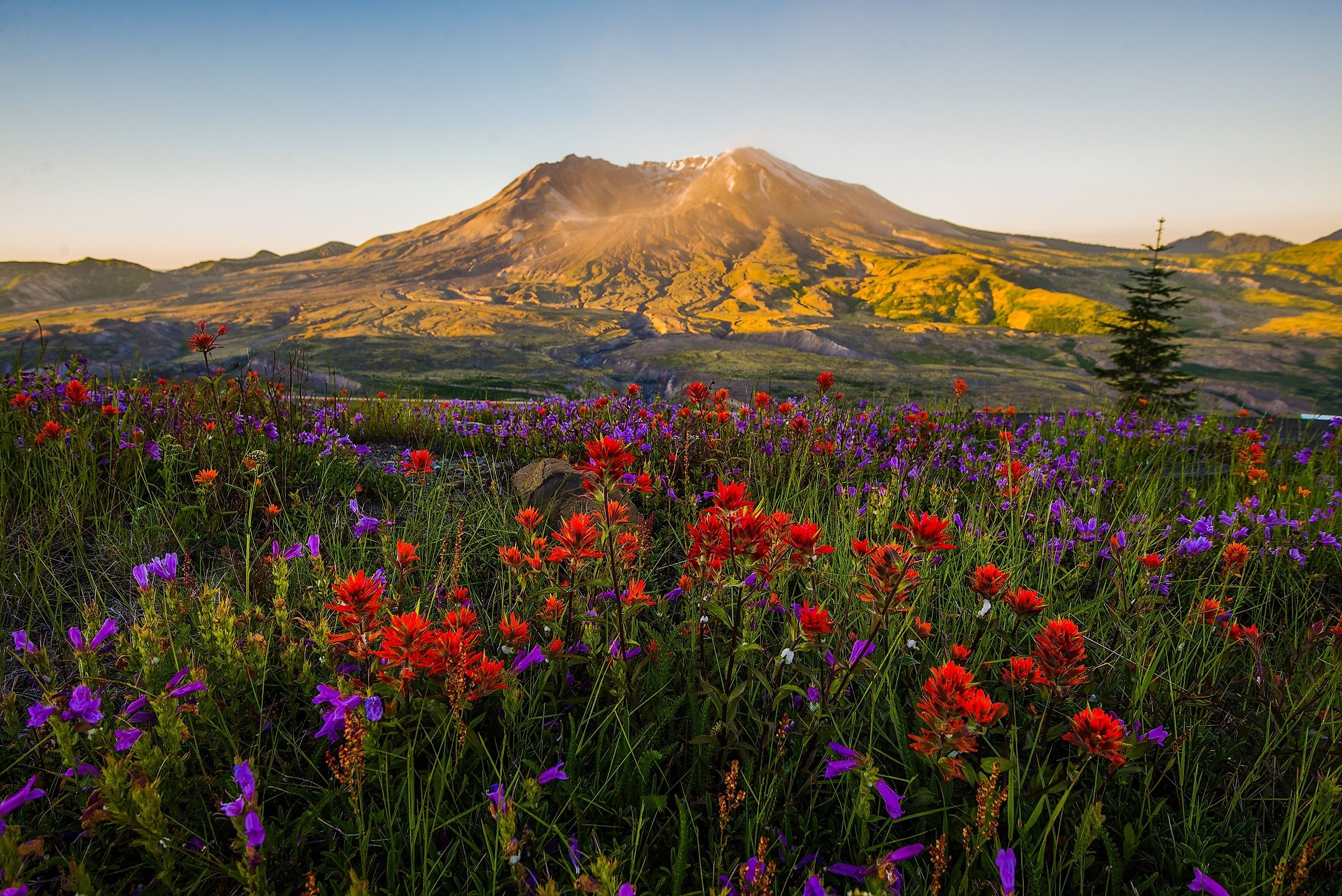 Mt St Helens and wildflowers at sunrise