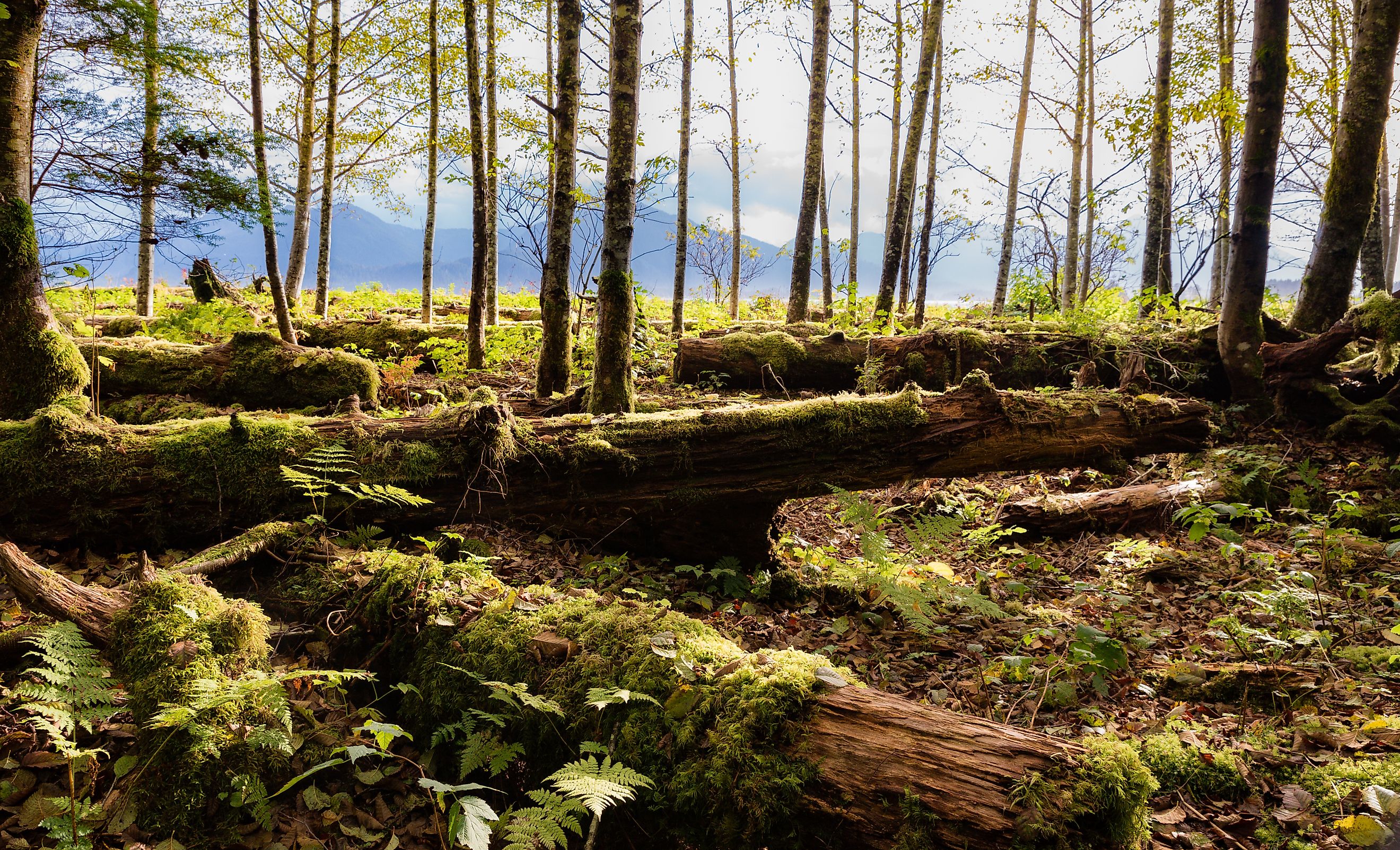 alaskan rainforest green trees at sunset in autumn.