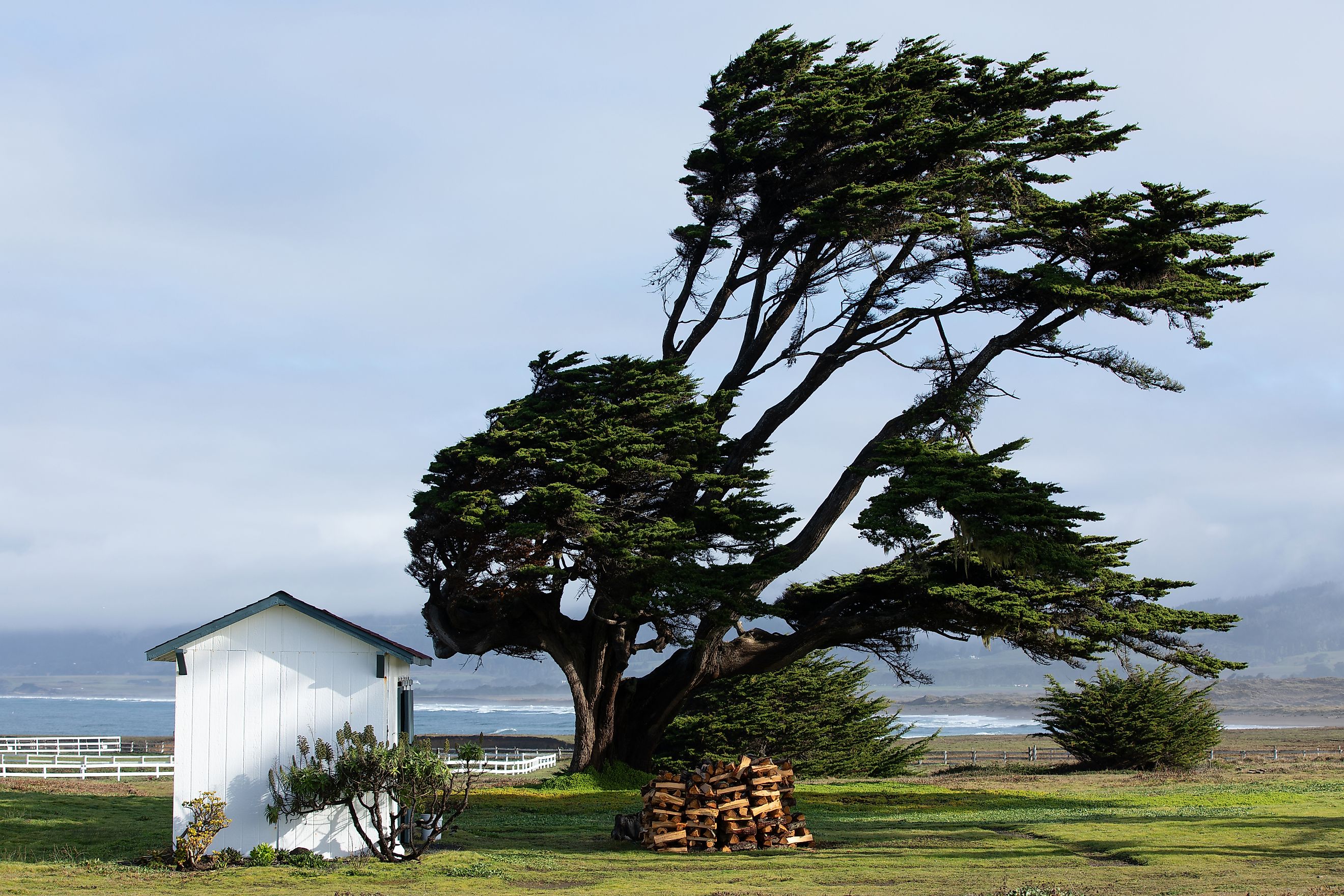 California Coast, Pacific Highway, weathered trees and a small white house.