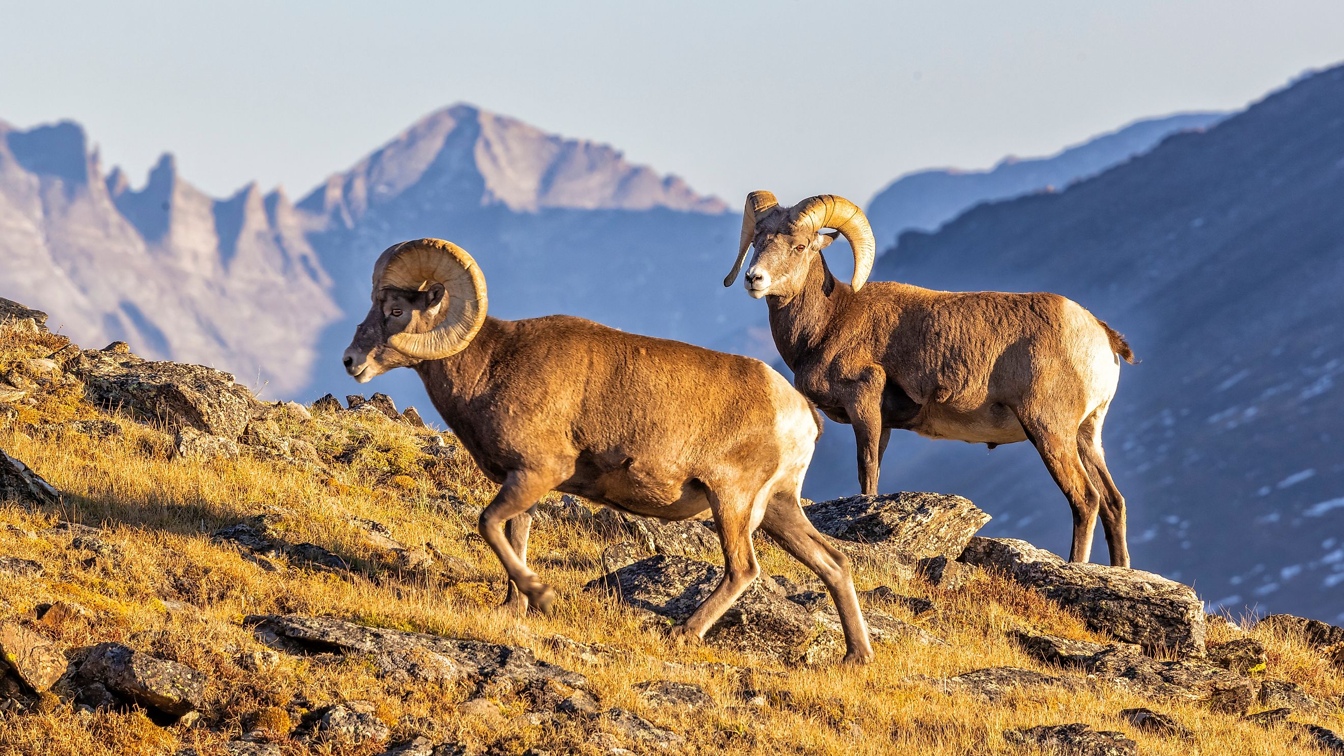 A pair of big horn sheep on a ridgeline off of Trail Ridge Road in Rocky Mountain National Park, Colorado