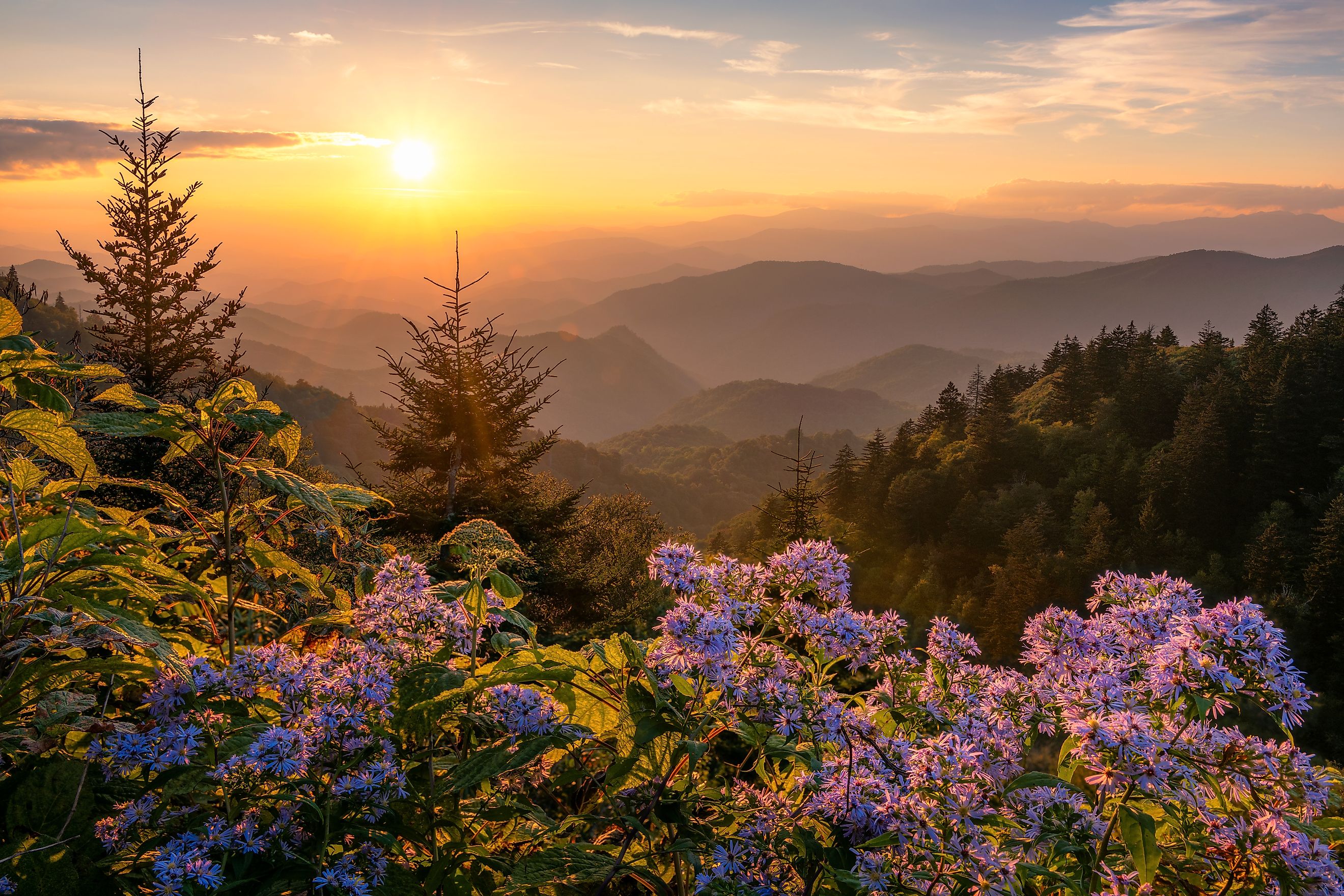 Scenic summer sunset over wild aster flowers in the Great Smoky Mountains