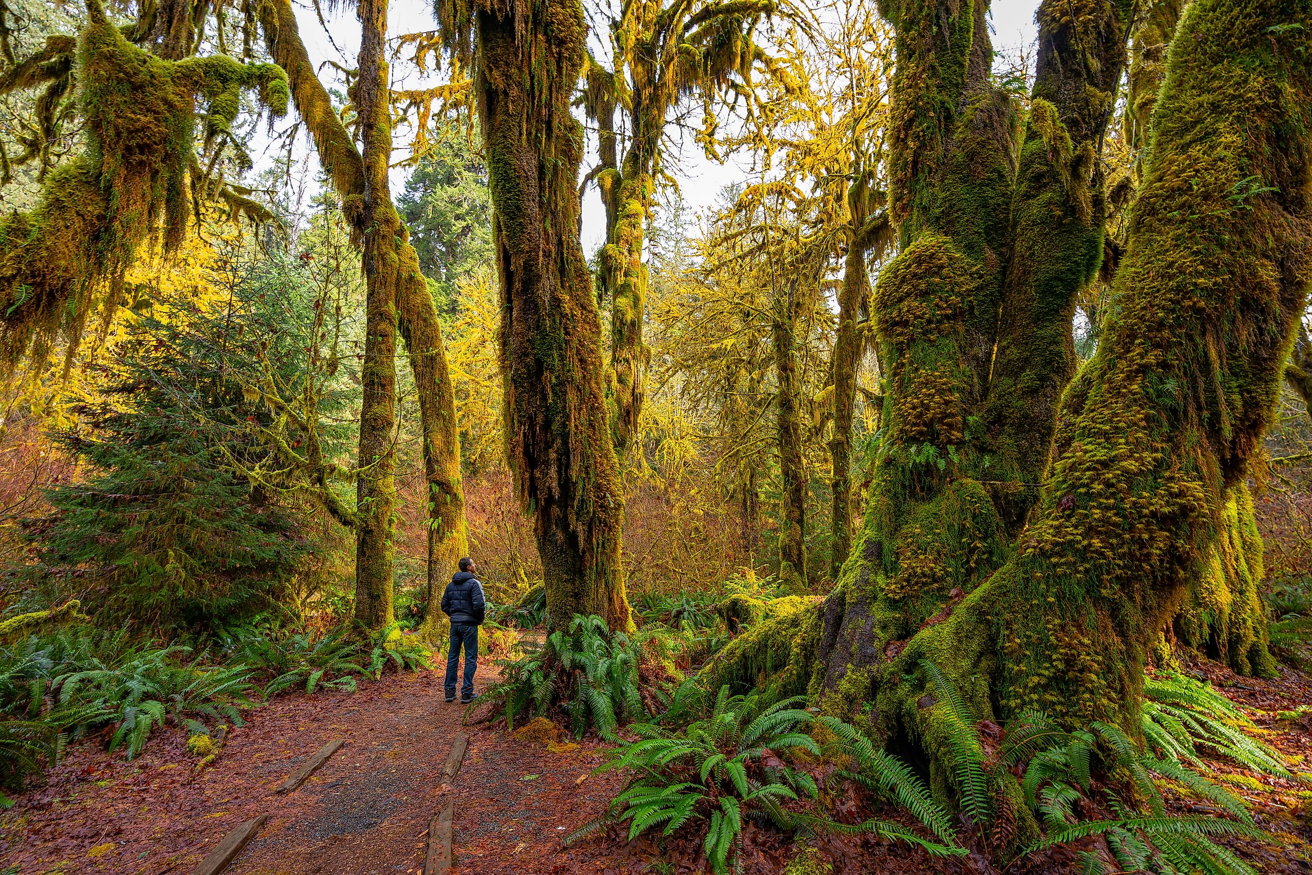 Hoh Rain Forest, Olympic National Park. Editorial credit: Roman Khomlyak / Shutterstock.com
