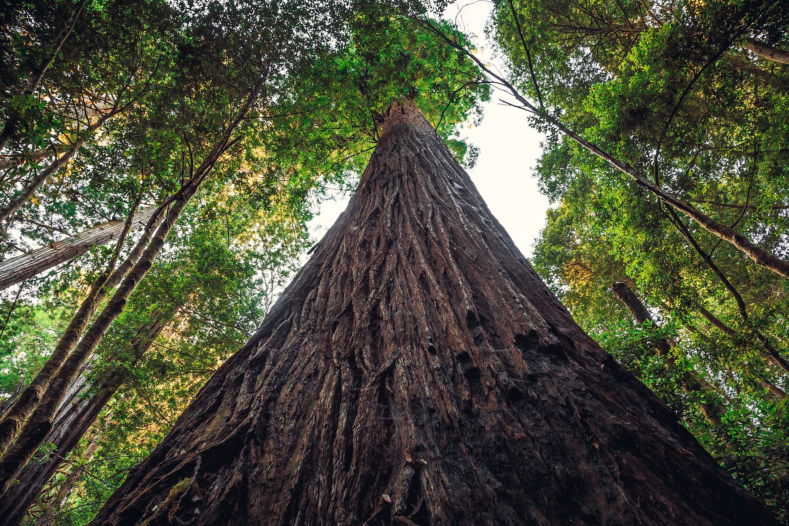Hyperion Tree is the Tallest Tree in the World, Redwoods National and State Parks, California