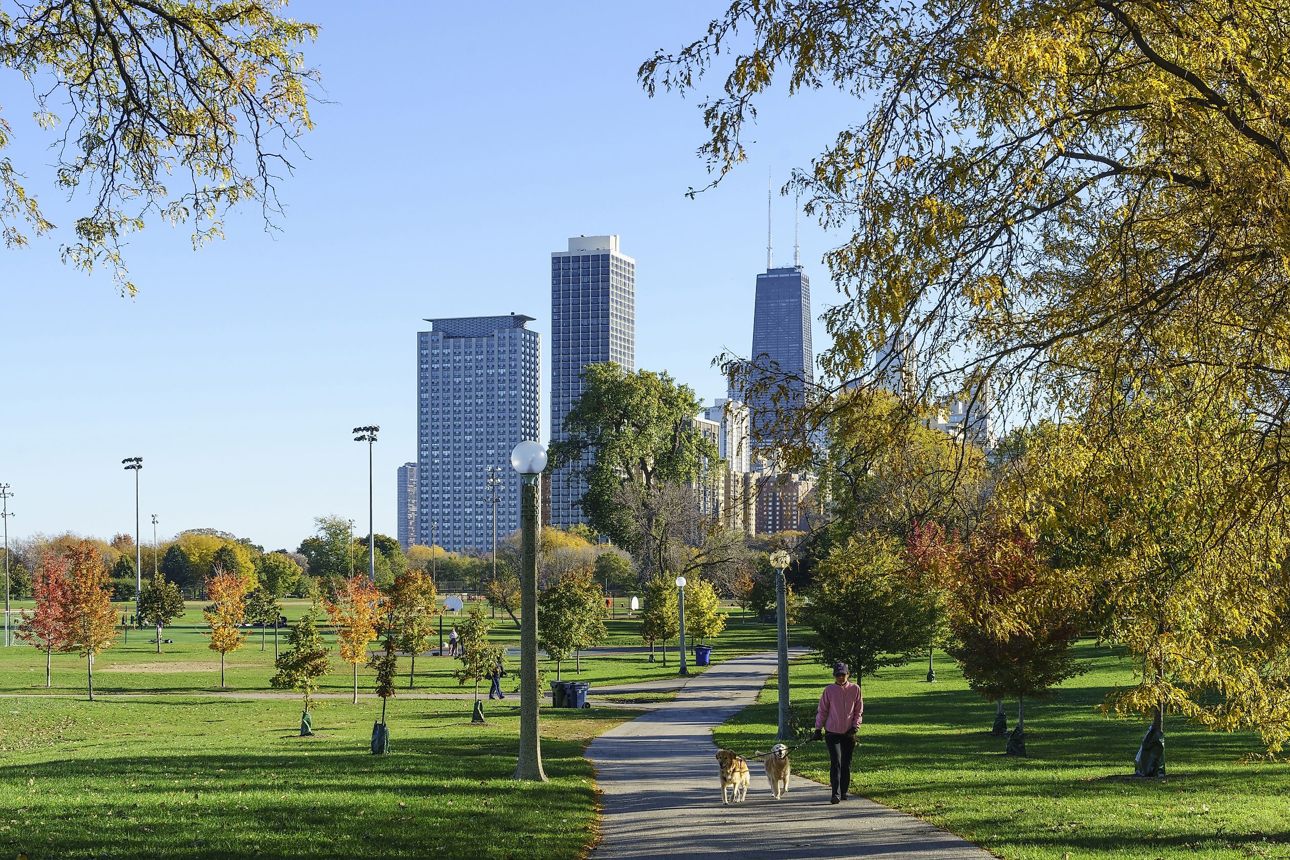 Chicago, Illinois, USA - October 23, 2014: Autumnal view of a female walking with two dogs on the trail with maple trees against high rise buildings at Lincoln Park. Editorial credit: Stock for you / Shutterstock.com