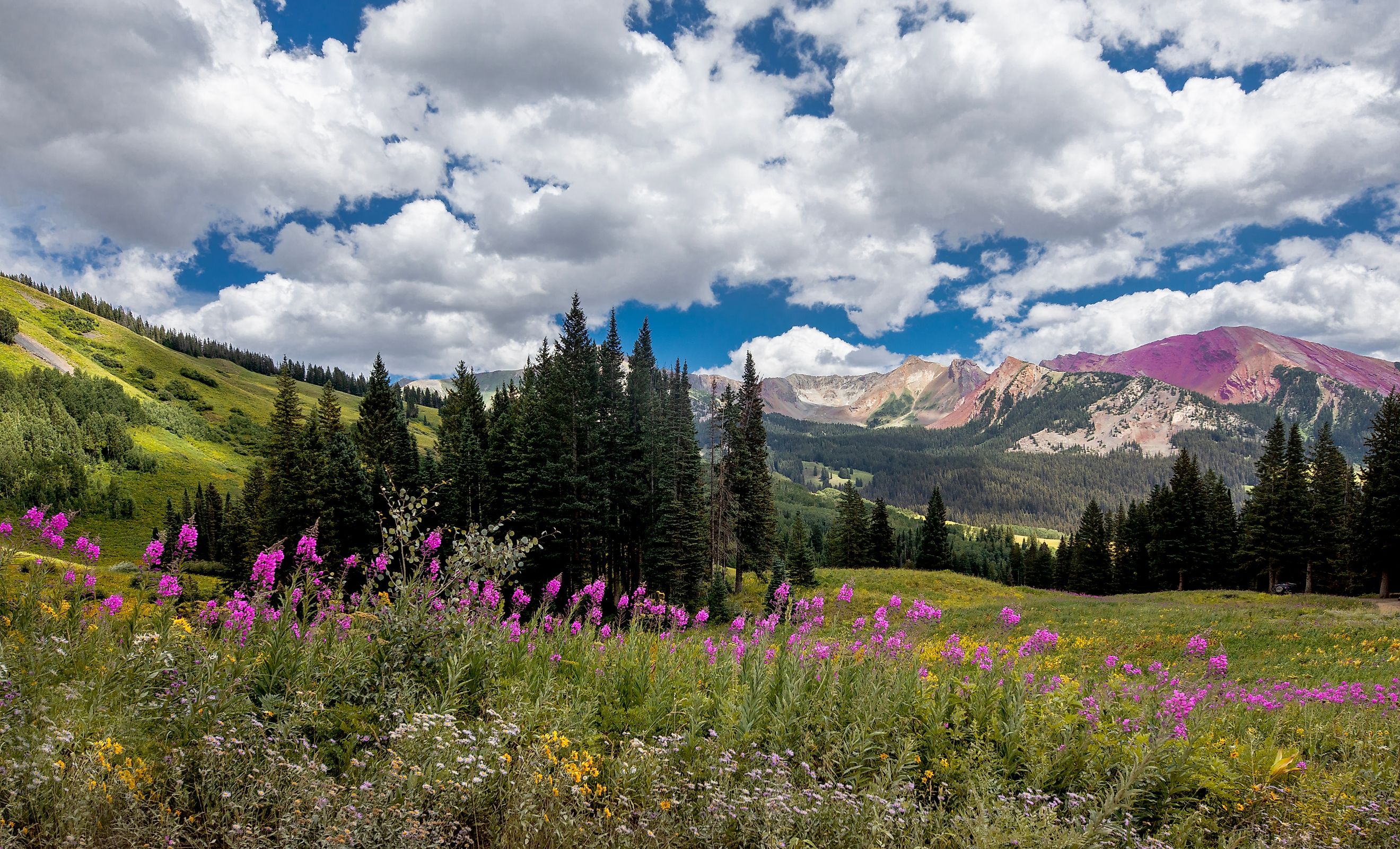 Wildflowers are in full bloom in a meadow at Gunnison National Forest near Crested Butte, Colorado