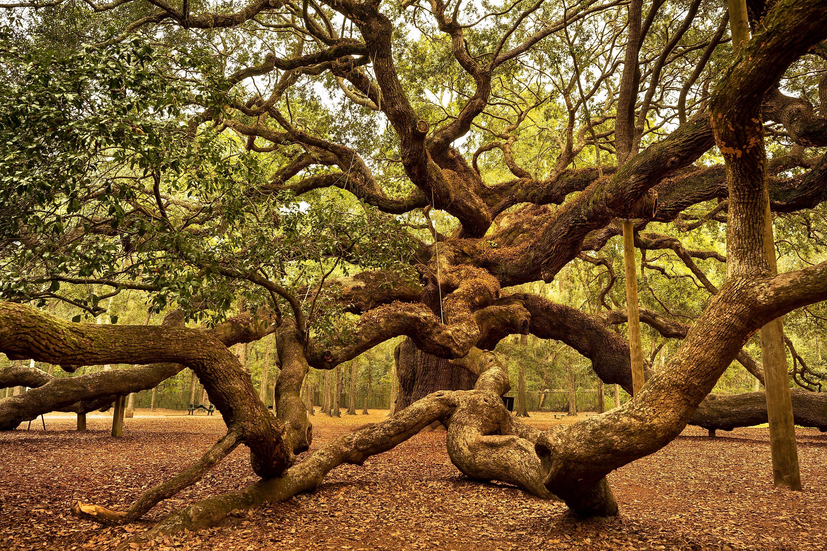 Angel Oak is a Southern live oak located in Angel Oak Park on Johns Island near Charleston, South Carolina