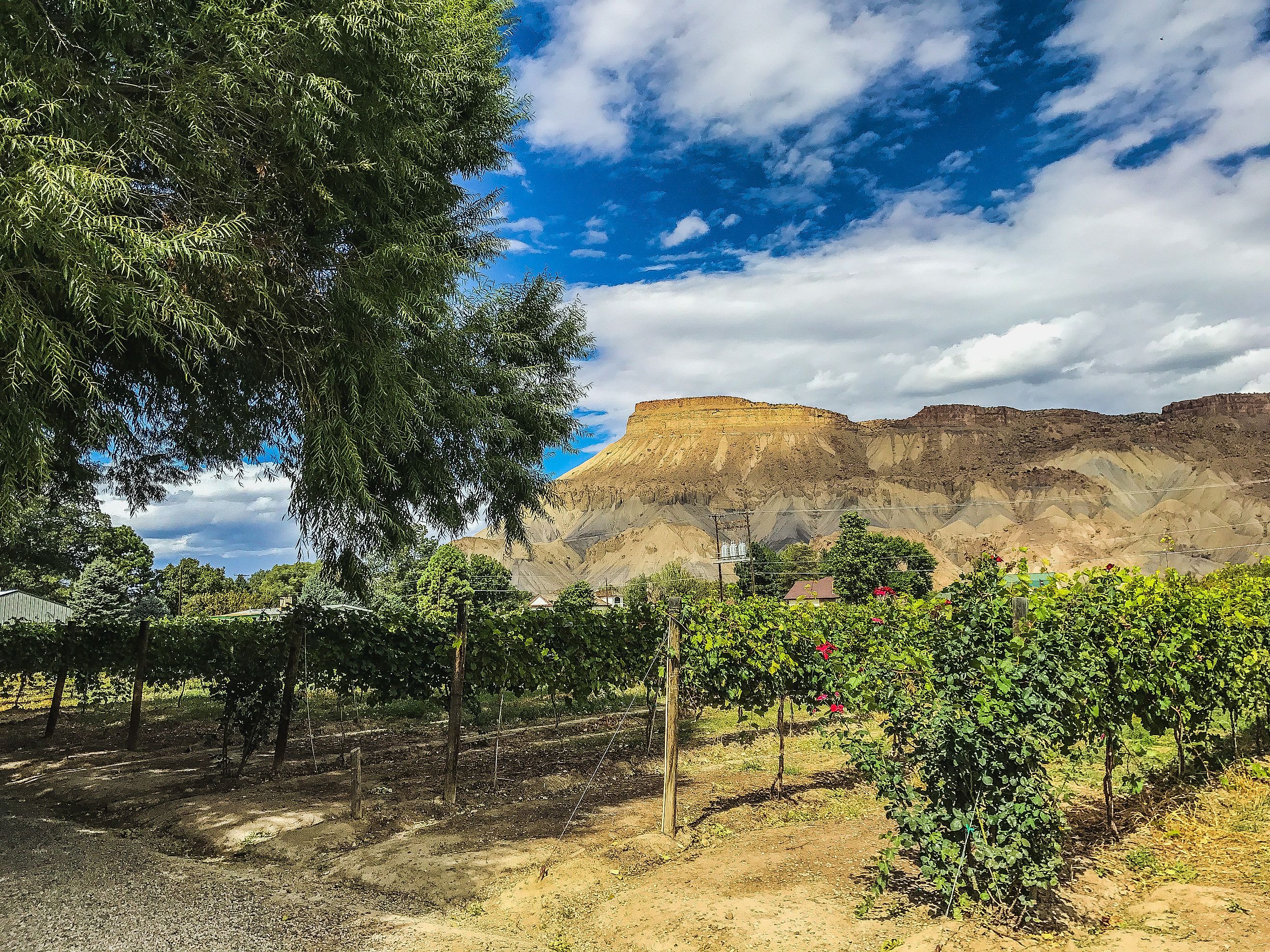 Colorado River Vineyard with View of Grand Mesa