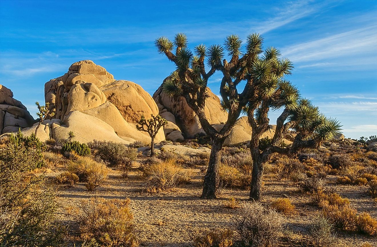 Joshua Trees in the Mojave Desert - Image Credit Fotimageon via Shutterstock