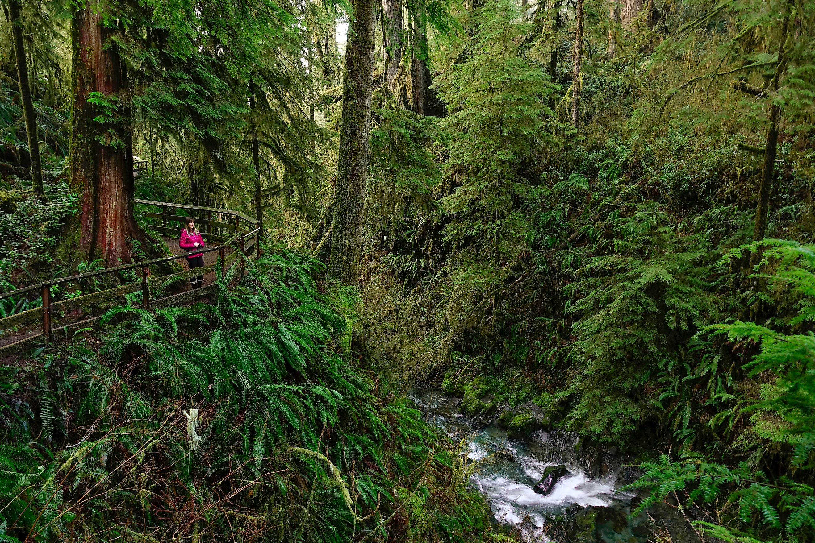 Young woman holding a camera stands on the side of a scenic boardwalk and looks around stunning Hoh Rainforest.