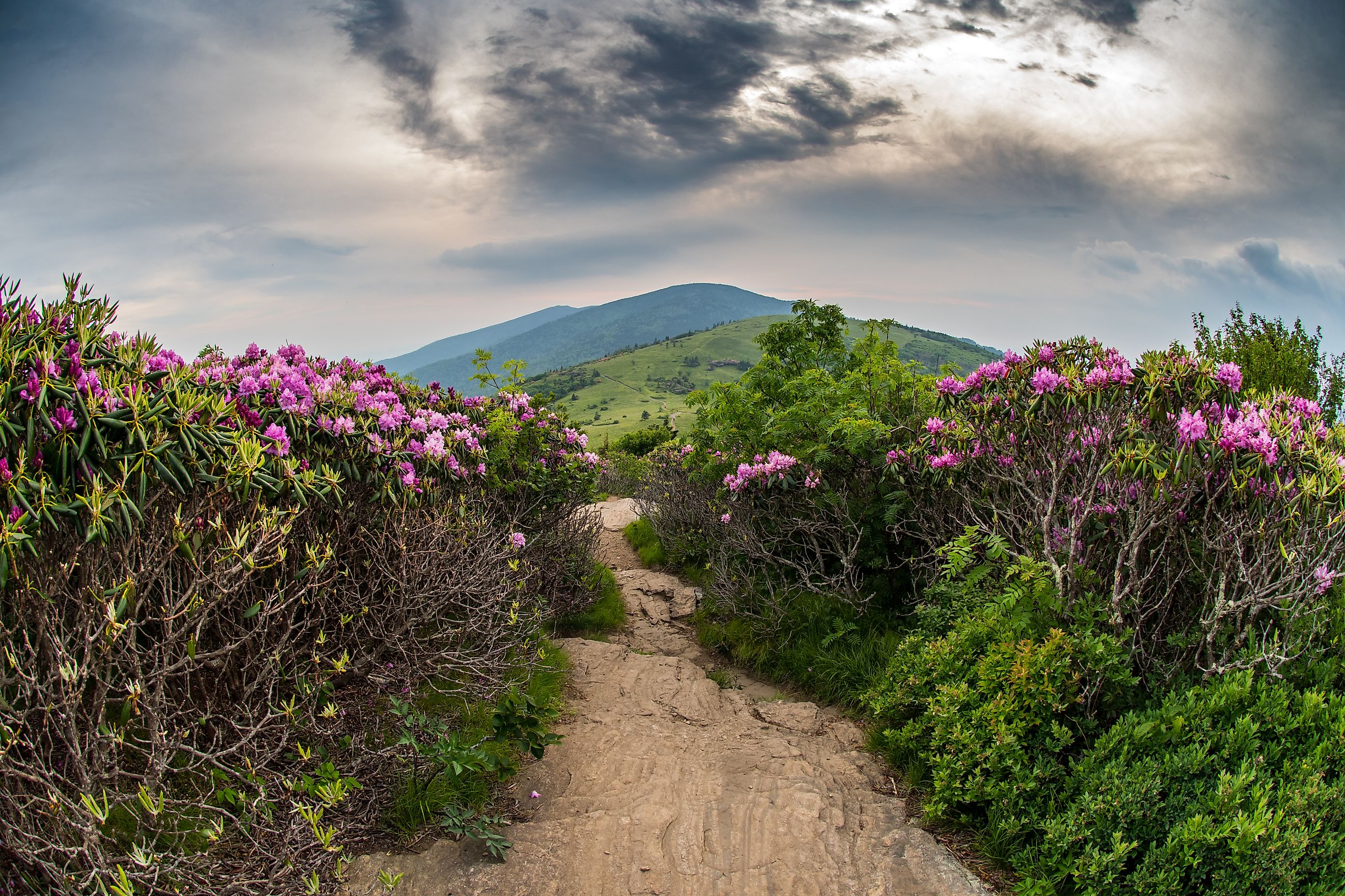 Appalachian Trail Descends Jane Bald Through Rhododendron bloom in June