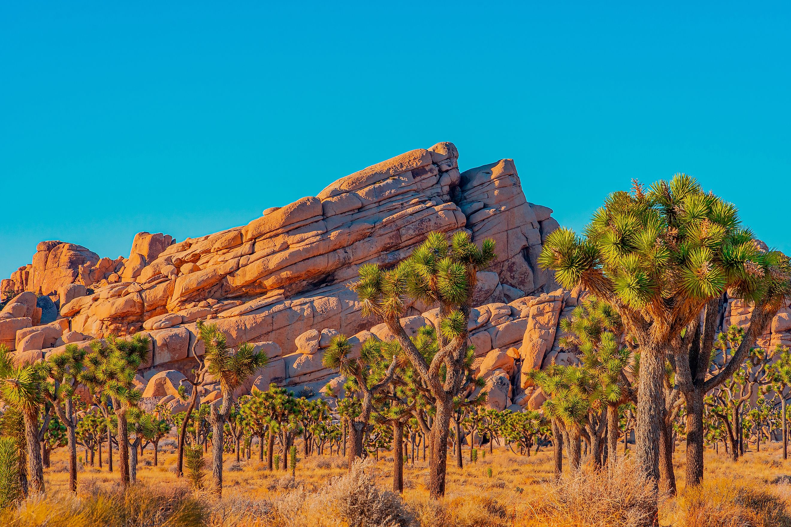A grove of Joshua Trees fill a desert meadow in front of dramatic layered rocks in Joshua Tree National Park.