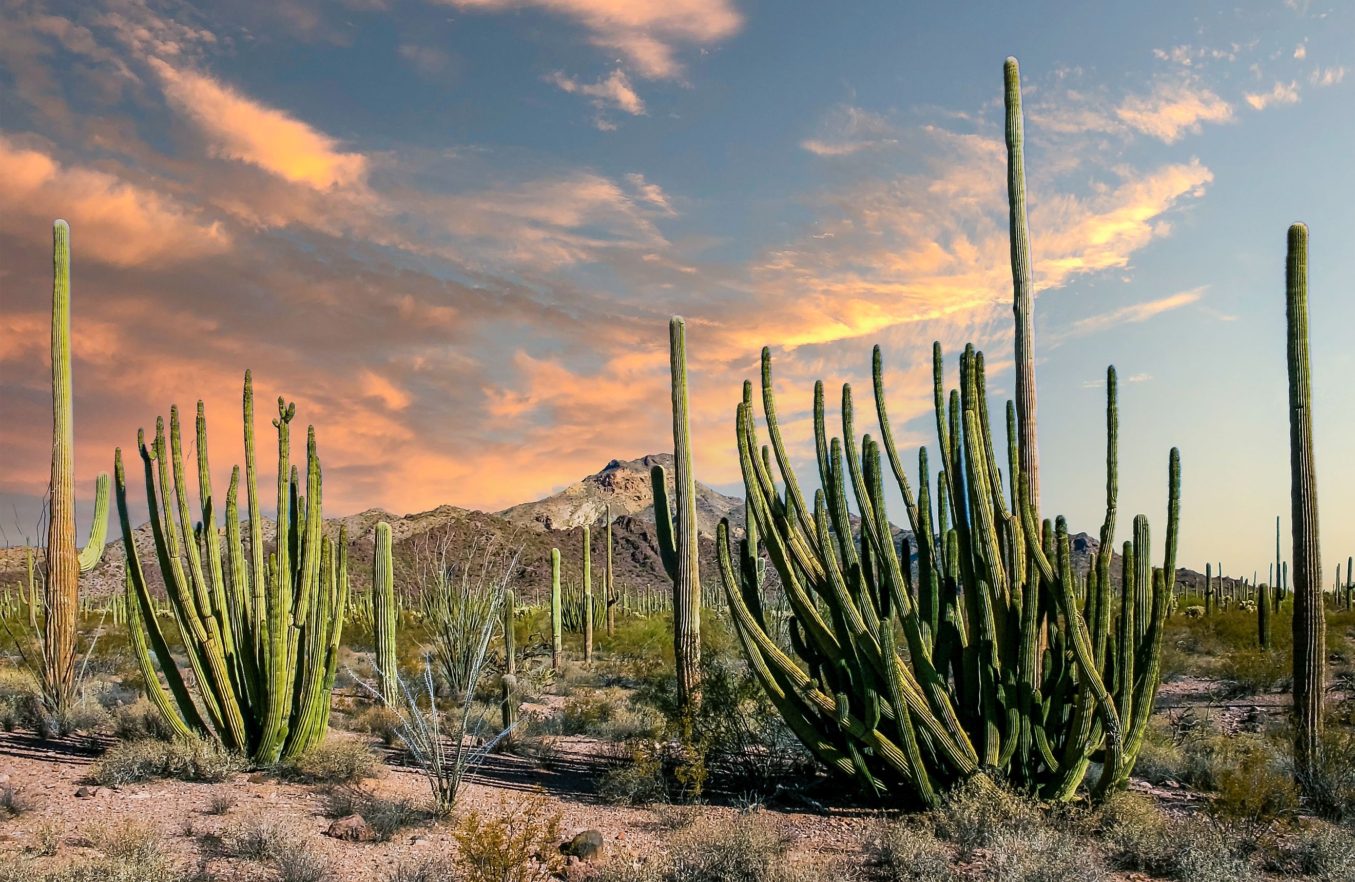 Desert landscape with cacti, Stenocereus thurberi, Carnegiea gigantea and other succulents and plants in Organ Pipe National Park, Arizona