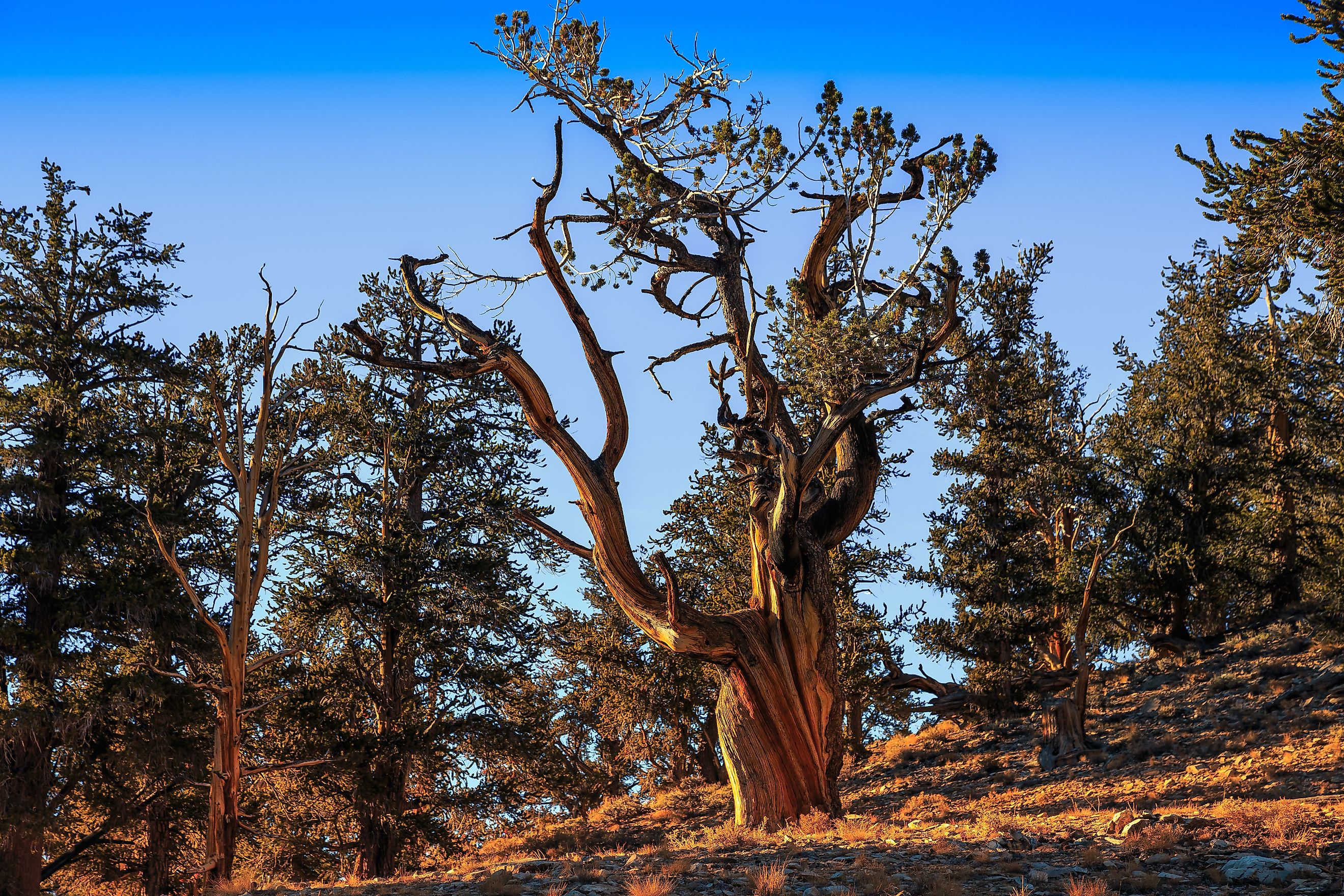 Ancient Bristlecone Pine Forest, White Mountains, California