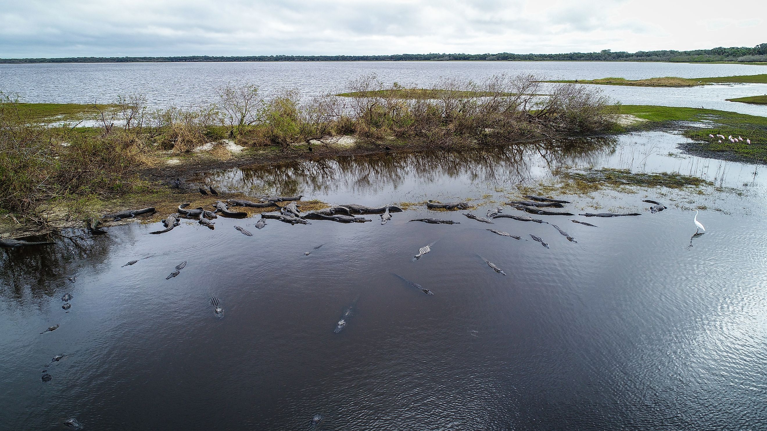 An aerial view of alligators