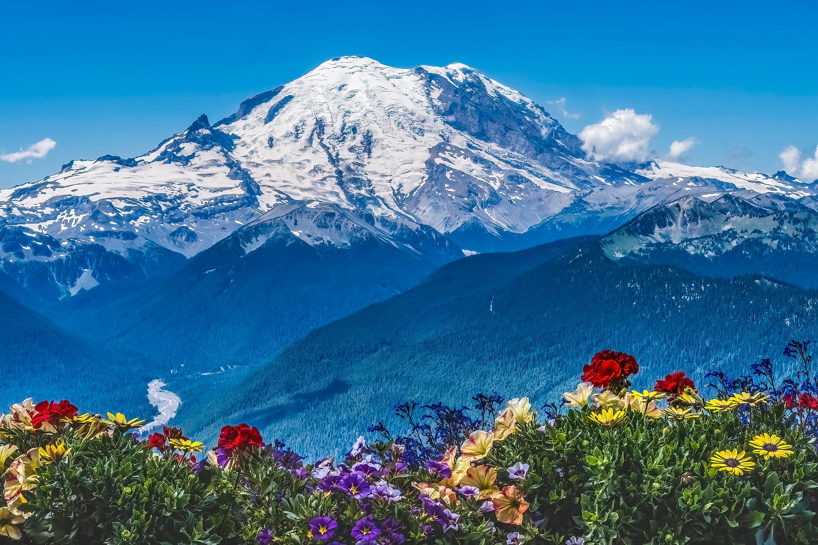 Colorful Flowers on Mount Rainier